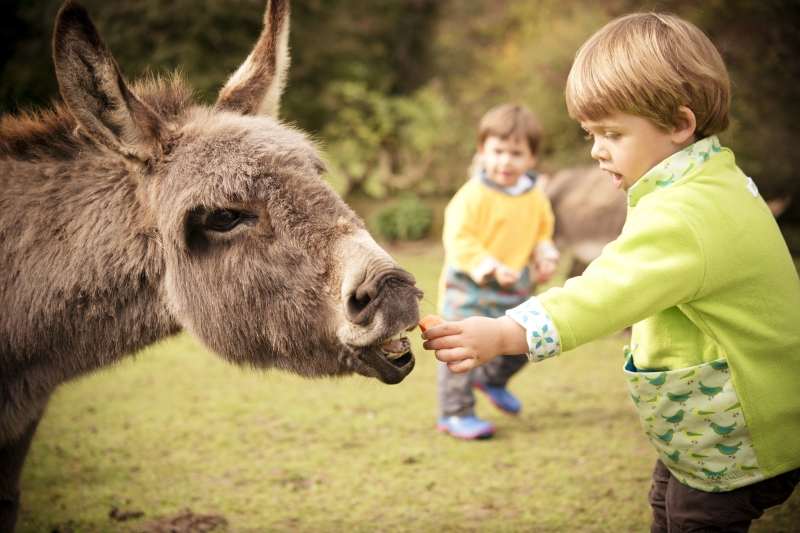 Feed the animals