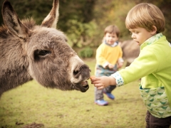 Feed the animals