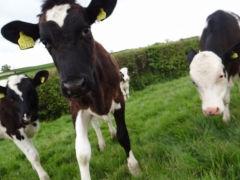 Some of our calves