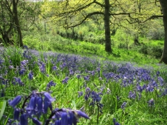 Spring